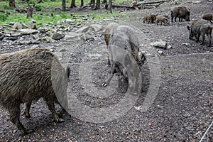 Wallowing boars in the forest photo