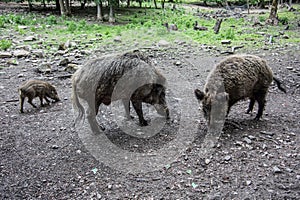 Wallowing boars in the forest photo