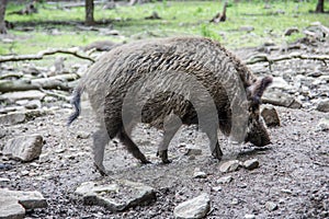 Wallowing boars in the forest photo