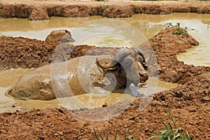 Wallowing Cape Buffalo