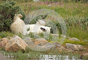 Wallowing Polar Bear 1