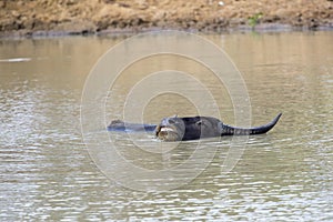 Wallowing water buffalo in a waterhole