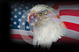 Wallpaper american eagle with USA flag