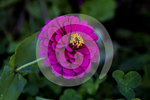 Wallpaper Closeup of a Purple Spherical Flower 