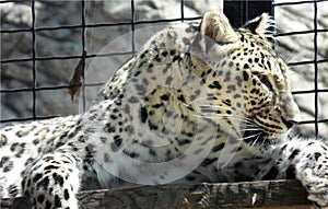 Wallpaper of closeup of wild leopard lying on a wooden board at the zoo, portrait of predator feline in a cage