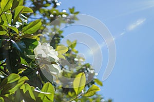 Wallpaper, creamy white southern magnolia Magnolia Grandiflora flower.