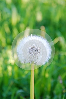 Wallpaper-dandelion/ taraxacum