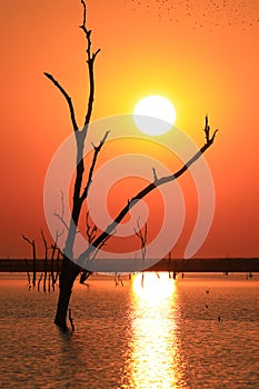 Wallpaper. Dead tree on the lake at sunset