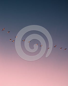 Wallpaper of a flock of birds in pink sky after sunset