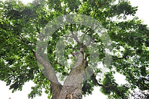 Generic tree vegetation with tree branches seen from down in summer time in a London park