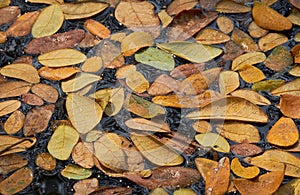 Wallpaper of leaves on the water in autumn, selective focus. Group of leaves, dark water