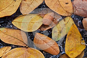 Wallpaper of leaves on the water in autumn, selective focus. Group of leaves, dark water, close-up