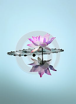 Wallpaper: lotus flower