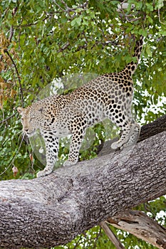 Wallpaper online - leopard coming down from tree, Botswana