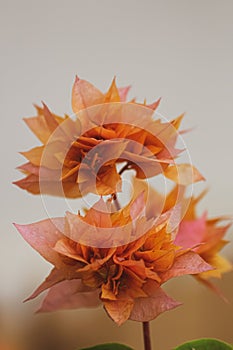 Orange bougainvillaea flower photo