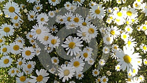 Wallpaper oxeye daisy flower field partly sunny and shady in detailed view