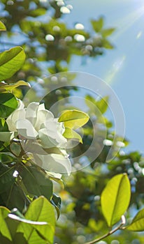 Wallpaper for phone, creamy white southern magnolia Magnolia Grandiflora flower