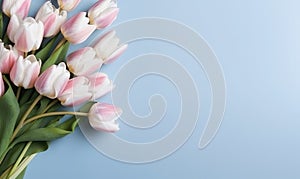 Wallpaper with pink tulips. Flower on blue background. For banner, postcard, book illustration, products display presentation.