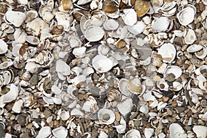 Wallpaper of shells