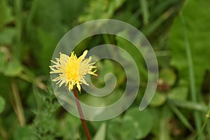 Wallpaper of a single yellow flower