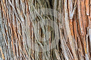 Wallpaper for the texture of the bark of a vertical thread tree