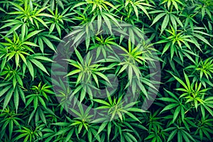 Cannabis farm cultivation wallpaper marijuana weed