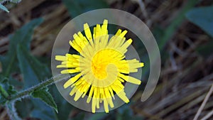 Wallpaper. Top view. Blurred dark  background. Bulgarian flora. CrÃ©pide des marais Crepis paludosa Marsh Hawksbeard bush.