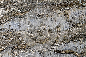 Wallpaper tree bark texture,  a piece of wood