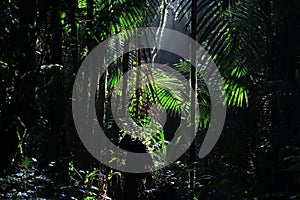 A wallpaper of Tropical rainforest with sun rays coming in from above