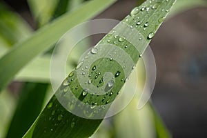 Wallpaper, water droplets on the leaves. Natural background, water and green leaves with morning dew after rain. Close-up