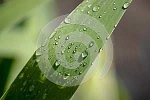 Wallpaper, water droplets on the leaves. Natural background, water and green leaves with morning dew after rain. Close-up