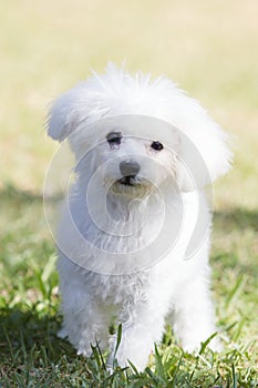 Wallpaper: white teddy bear dog