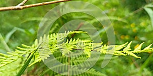 Wallpaper wild flowers grow abundantly in tropical rainforests