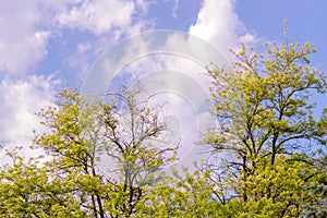 Wallpaper with yellow flowers on the blue sky with  clouds