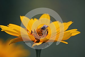 a small bee on a bright yellow flower of a decorative garden daisy