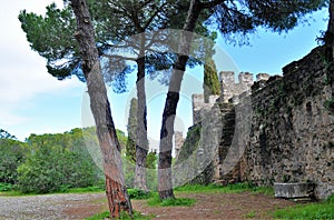 The walls of the castle and three pine trees photo