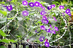 The walls are covered with beautiful morning glories.. photo