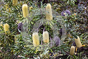 Wallum Banksia