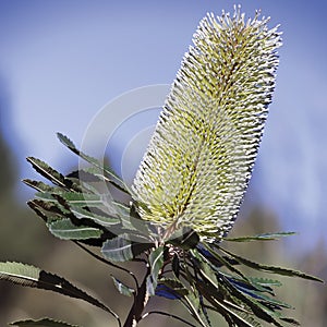 Wallum banksia