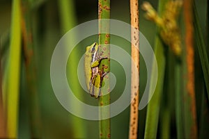 Wallum sedge frog