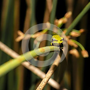 Wallum sedge frog