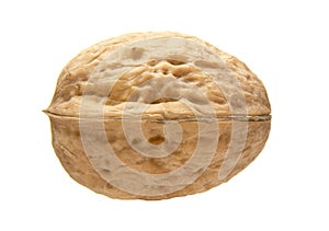 Walnut 2