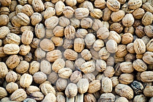 Walnut