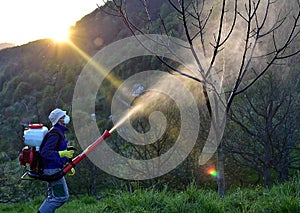 Walnut Blight Spraying