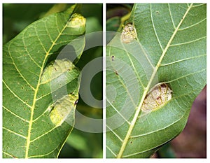 Walnut blister mite Eriophyes tristriatus