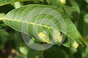 Walnut blister mite Eriophyes tristriatus