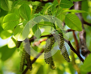 The walnut blossoms. Numerous dense earrings adorn the branches of the nut.