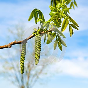 walnut branch with heterosexual flowers against a blue sky