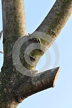 Catted tree branch
