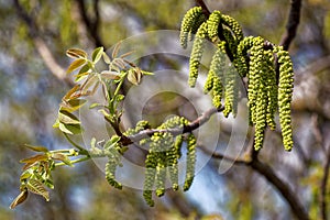 Walnut branch with young leaves and buds